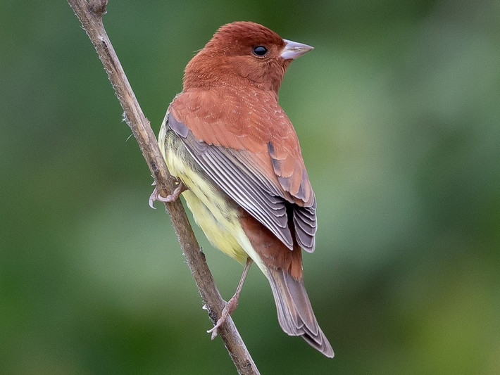 Sẻ đồng hung (Emberiza rutila) dài 14-15 cm, là loài di cư trú đông trong cả nước. Sinh cảnh của chúng là các bụi rậm trong rừng trống, bìa rừng, cây bụi, trảng cỏ, tre nứa, nơi canh tác. Ảnh: eBird.
