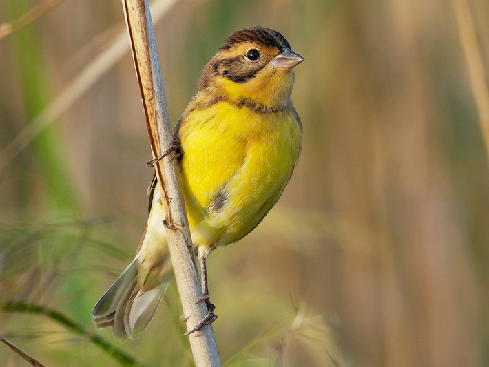 Sẻ đồng ngực vàng (Emberiza aureola) dài 15 cm, là loài trú đông hiếm tại Tây Bắc, Đông Bắc, Trung Trung Bộ và Nam Bộ, di cư qua Đông Bắc. Sinh cảnh của chúng là trảng cỏ, cây bụi nơi trống trải, nơi canh tác, rừng ngập mặn trong mùa di cư, thường gặp gần nước. Ảnh: eBird.
