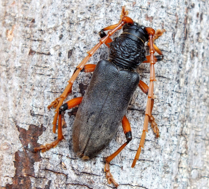 Xén tóc đen sừng đỏ (Neoplocaederus ruficornis). Ảnh: iNaturalist.