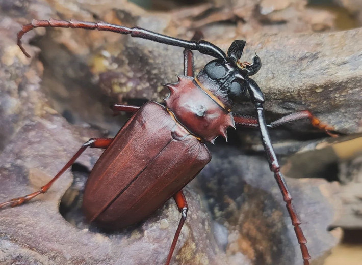 Xén tóc nâu (Dorysthenes buqueti). Ảnh: Leekazuya / Instagram.