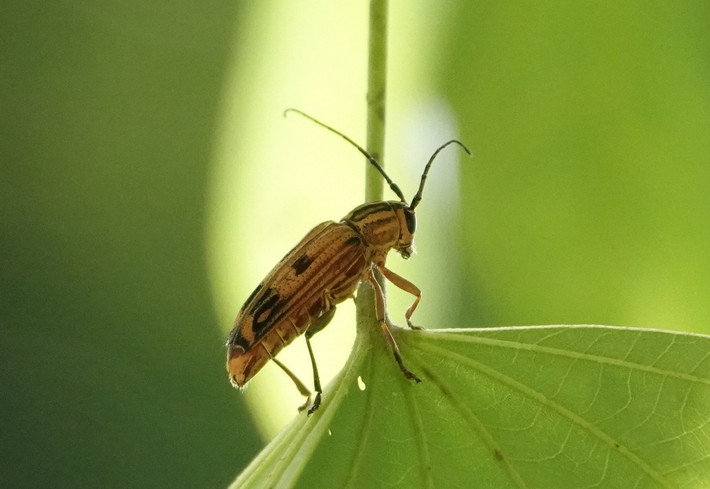 Xén tóc Glenea quadrinotata. Ảnh: iNaturalist.