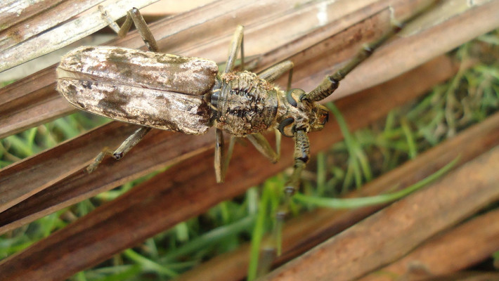 Xén tóc lưng nắp (Aeolesthes induta). Ảnh: Wikipedia.