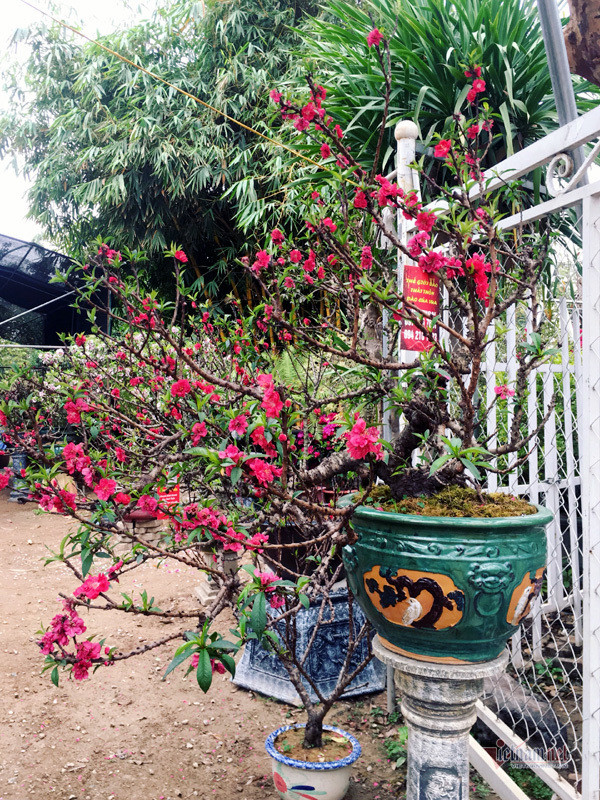 “Giá thuê đào dao động từ 15-30 triệu đồng/cây tùy vào tuổi của cây và chất lượng hoa, thậm chí có cây lên đến 50-100 triệu đồng”, anh nói. Những cây đào thất thốn lâu năm có thể bất chợt đơm hoa từ những trụ gốc khô khốc, ở những nơi không tưởng nhất và màu hoa sẽ đậm, sắc thắm hơn so với những cây non ít tuổi, do đó giá trị của cây sẽ cao hơn. Chính điểm khác biệt đó đã khiến giống đào này luôn được ưa chuộng.