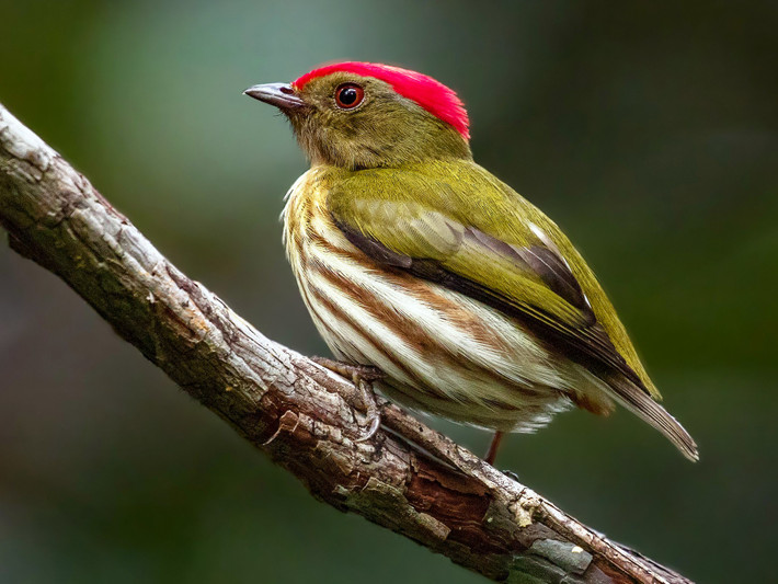 Chim di sọc (Machaeropterus regulus) dài 9-10 cm, phân bố ở miền Bắc của Nam Mỹ. Con trống của loài chim khó quan sát này tạo ra âm thanh vo ve như côn trùng khi trình diễn.