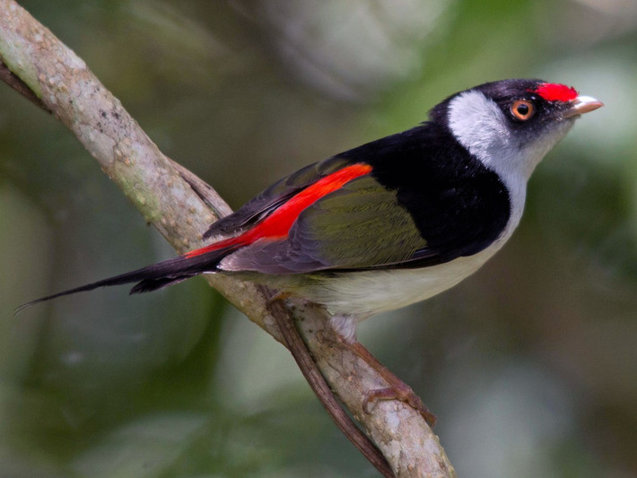 Chim di đuôi kim (Ilicura militaris) dài 11-13 cm, phân bố ở Đông Nam Brazil. Chim trống của loài này có lông đuôi chính giữa kéo dài. Khi biểu diễn trước chim mái, chúng dựng lông phía sau lên.