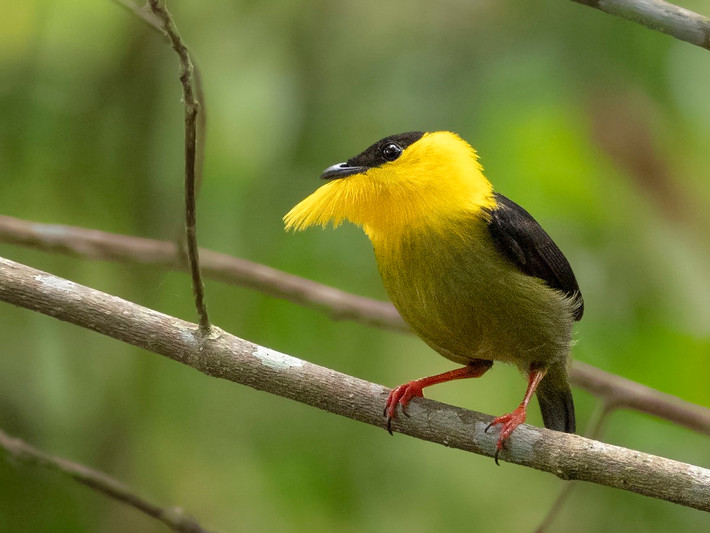 Chim di cổ vàng (Manacus vitellinus) dài 10 cm, được tìm thấy ở Colombia and Panama. Các con trống của loài này sẽ xòe phần lông vàng rực ở cổ ra khi ve vãn chim mái.