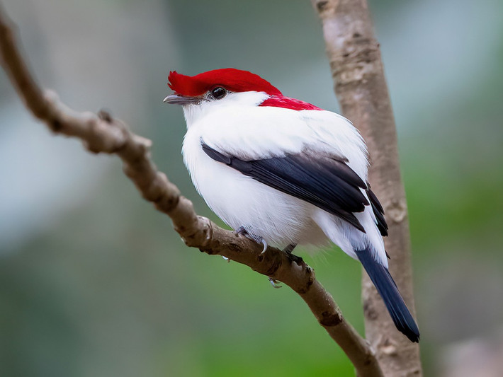 Chim di Araripe (Antilophia bokermanni) dài 15 cm, là loài chim đặc hữu của cao nguyên Araripe, Đông Bắc brazil. Loài chim có màu lông dễ nhận biết này được phát hiện vào năm 1998, là loài nằm trong diện nguy cấp. Ảnh: eBird.