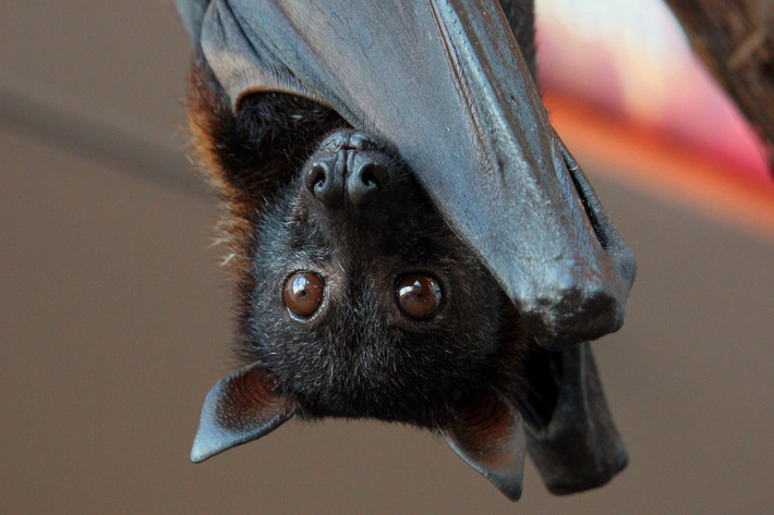 Theo các chuyên gia y tế, loài dơi này là ổ chứa tự nhiên của virus Nipah. Chúng được cho là nguồn gốc dẫn đến đợt bùng phát dịch bệnh do virus Nipah ở Malaysia năm 1998. Ảnh: NUS Wiki.