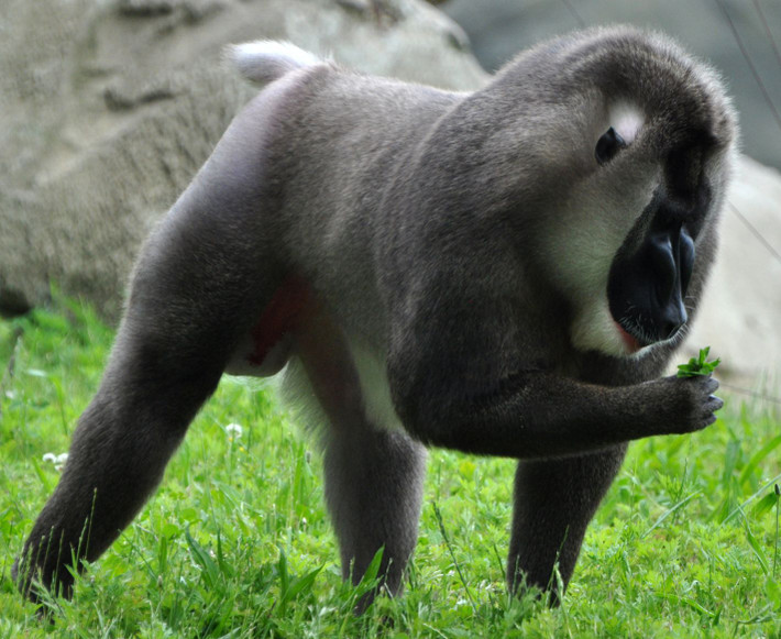 Khỉ đầu chó mặt xanh (Mandrillus leucophaeus) dài 61-77 cm, phân bố ở Cameroon, Nigeria và Guinea Xích đạo. Sống ở rừng mưa đất thấp, loài khỉ lớn này có phần da quanh mõm nhẵn nhụi, bóng loáng, ánh xanh nhẹ.