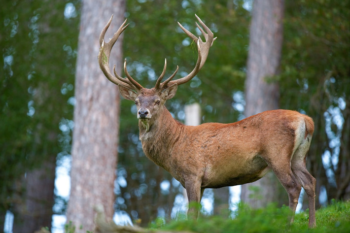 Hươu đỏ (Cervus elaphus) dài 1-1,4 mét, phân bố ở châu Âu, Tây Á và một phần Bắc Phi. Tùy vùng phân bố mà loài này có sự đa dạng về kích thước, hình dạng gạc và độ dài bờm. Đây là loài duy nhất thuộc họ Hươu nai hiện diện ở châu Phi. Ảnh: Wikipedia.
