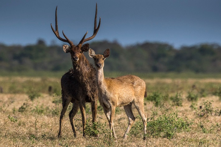 Nai nhỏ Indonesia (Rusa timorensis) dài 83-110 cm, phân bố ở các đảo Java, Bali và Timor. Loài này có đôi tai và gạc tương đối lớn so với kích thước cơ thể. Chúng đã du nhập vào các vùng cây bụi khô hạn ở Australia và nhanh chóng gia tăng số lượng ở đó. Ảnh: Rusa timorensis.