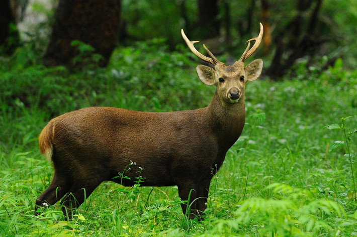 Hươu vàng (Axis porcinus) dài 61-70 cm, cư trú trong các khu rừng ở từ Nam Á đến Đông Nam Á. Loài này có tập tính chạy chúi đầu giống lợn rừng và thường chui qua bên dưới các chướng ngại vật chứ không nhảy qua. Ảnh: Thai National Parks.