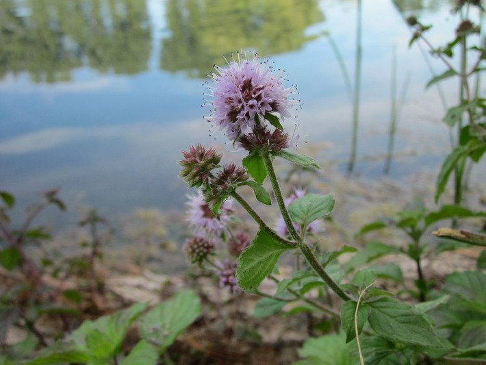Húng lủi hay bạc hà nước (Mentha aquatica) cao 1 mét, phân bố ở châu Âu, châu Phi và Tây Nam Á. Loài cây thân thảo này mọc nửa ngập nước trong ao và kênh mương. Chúng là cây bố mẹ của nhiều giống bạc hà lai, được trồng để lấy tinh dầu bạc hà. Ảnh: Chiltern Seeds.