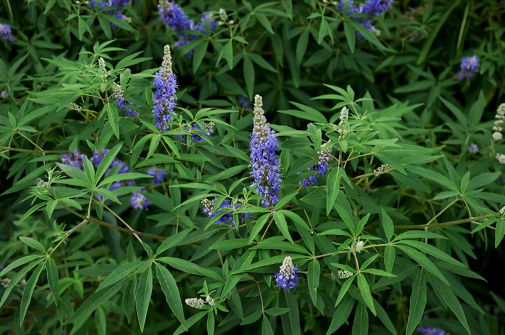 Dâu chế dục (Vitex agnus-castus) cao 6 mét, có nguồn gốc từ các vùng ẩm ướt ở Nam Âu. Loài cây này được sử dụng để điều chế thuốc điều hòa chức năng hoóc-môn trong các phương pháp điều trị thay thế bằng thảo dược. Ảnh: The Spruce.