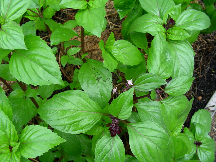 Húng quế (Ocimum basilicum) cao 80 cm, có nguồn gốc từ Ấn Độ và Iran. Loài cây này được trồng rộng rãi để lấy lá có vị hăng, dùng làm rau thơm trong các món ăn. Ảnh: Doug Beckers / Flickr.