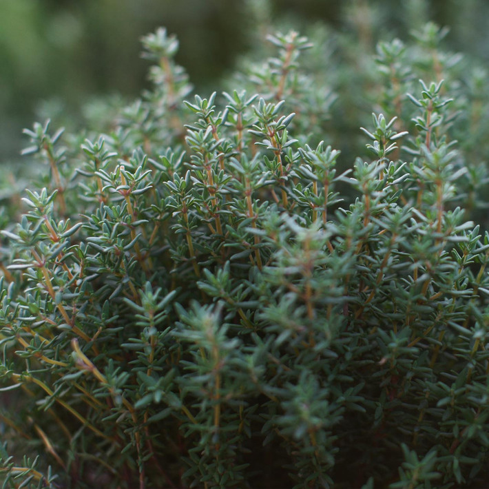 Cỏ xạ hương (Thymus vulgaris) cao 40 cm, có nguồn gốc từ những nơi khô hạn nhiều đá ở miền Tây Địa Trung Hải. Loài cây phụ phân nhánh rậm rạp này được dùng làm rau thơm trong ẩm thực và làm thành phần hương liệu trong nước hoa và xà phòng. Ảnh: Annie's Heirloom Seeds.