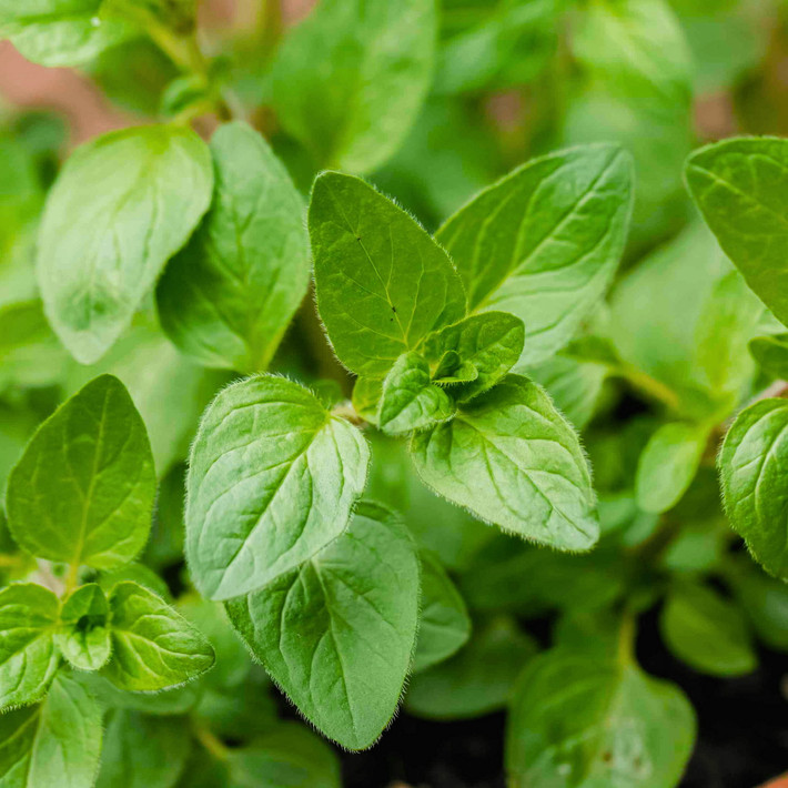 Kinh giới cay (Origanum vulgare) cao 1 mét, mọc trong các sinh cảnh nhiều đá và cỏ ở Nam Âu và Tây Nam Á. Loài cây thân thảo lưu niên này được trồng vì có nhiều công dụng trong chế biến món ăn. Ảnh: Seed2Plant.