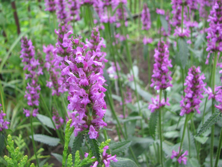 Hoắc hương (Betonica officinalis) cao 80 cm, phổ biến trên các đồng cỏ ở phần lớn châu Âu, vùng Kavkaz và Bắc Phi. Loài cây thân thảo này có hoa trắng hoặc tía pha đỏ. Tinh dầu hoắc hương cũng được dùng để sản xuất nước hoa. Ảnh: Wikipedia.