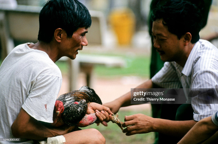 Hai người đàn ông và chú gà chọi.