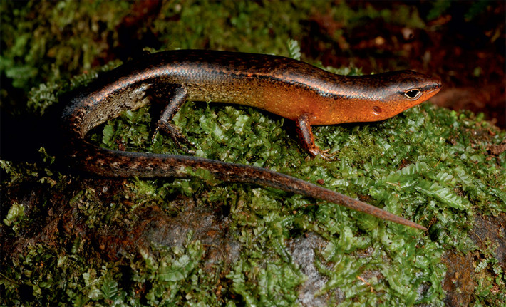 Thằn lằn Buôn Lưới (Sphenomorphus buonloicus). Kích cỡ: Dài thân 52-56 mm, dài đuôi 25-30 mm. Khu vực phân bố: Loài đặc hữu Việt Nam, được tìm thấy tại hai điểm phân bố ở Buôn Lưới - tỉnh Gia Lai và Núi Dinh - tỉnh Bà Rịa - Vũng Tàu. Ảnh: Neang Thy & Nikolay Poyarkov.