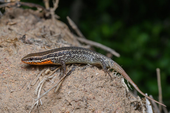Thằn lằn bóng đốm (Eutropis macularia). Kích cỡ: Dài thân 55-61 mm, dài đuôi gấp 1,25-1,75 lần dài thân. Khu vực phân bố: Rộng khắp cả nước. Ảnh: Thai National Parks.