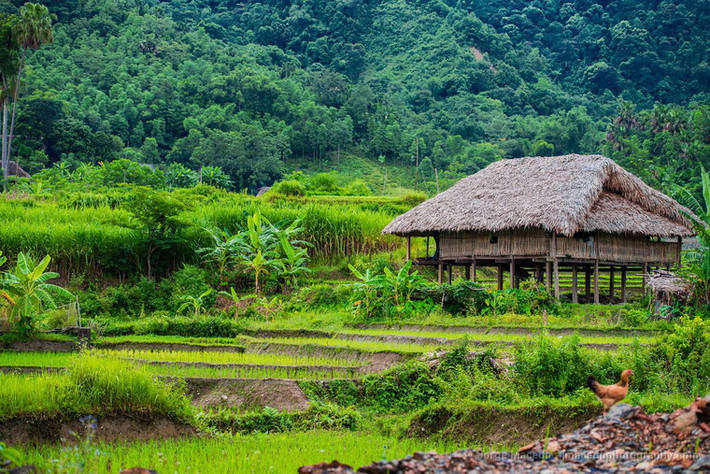 Một nếp nhà sàn mộc mạc bên ruộng bậc thang.