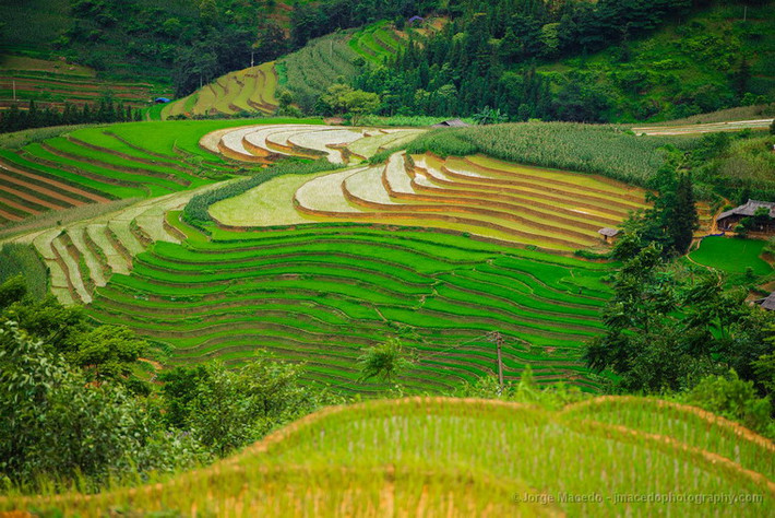 Một góc Hoàng Su Phì.