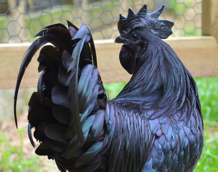 Không có giống gà nào trên thế giới có dáng vẻ qúy phái như Ayam Cemani, với màu đen từ chân, da, lông, mào, mỏ, mắt… cho đến thịt.