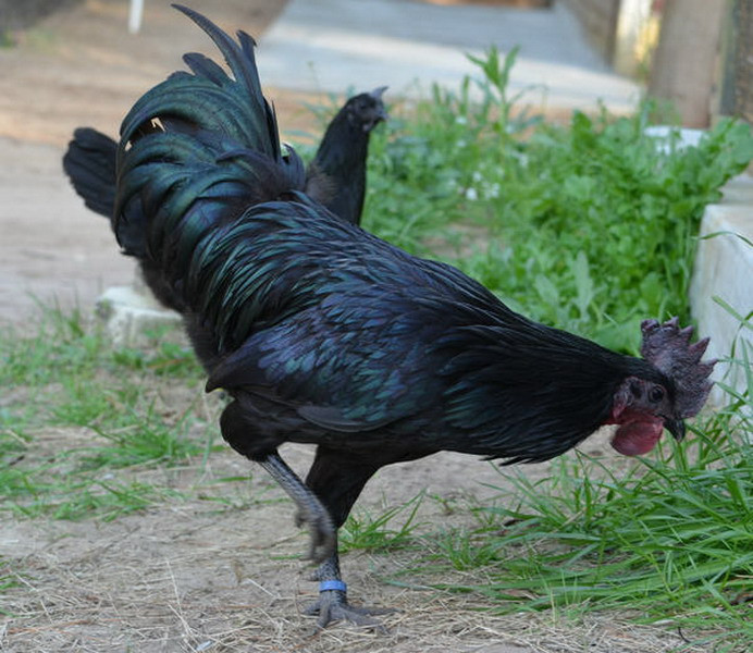 Mặc dù đắt như vậy, nhưng những chú gà Ayam Cemani vẫn rất đắt hàng.
