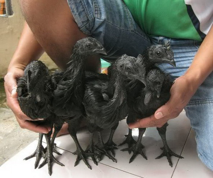 Đó là giống gà tên Ayam Cemani, một giống gà quý hiếm có nguồn gốc từ Indonesia.