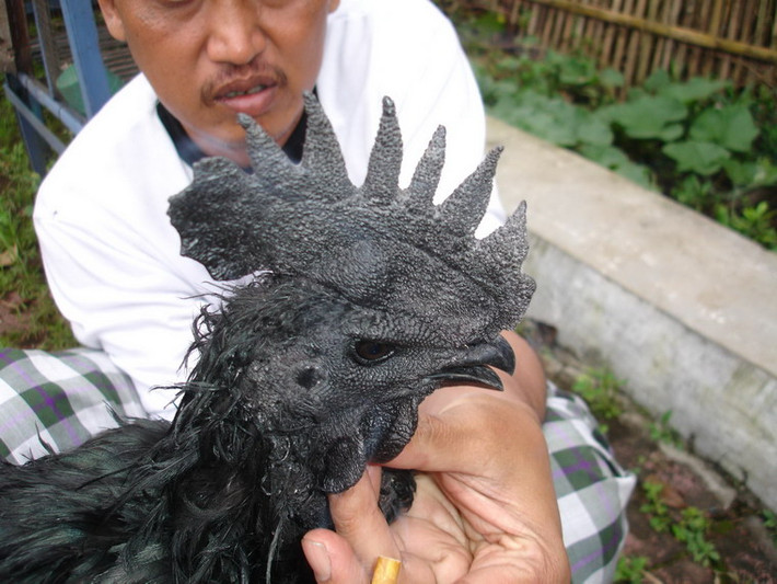 Nếu không muốn phải bỏ ra 2.500 USD cho mỗi chú gà Ayam Cemani, bạn có thế tìm đến những ngôi làng hẻo lánh ở trung tâm đảo Java của Indonesia, nơi những chú gà này được bán với giá rẻ hơn nhiều lần.