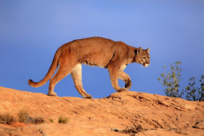Phân bố từ vùng Yukon ở Canada đến miền Nam dày núi Andes ở Nam Mỹ, báo sư tử (Puma concolor) là loài mèo hoang dã lớn thứ hai ở châu Mỹ, chỉ đứng sau báo đốm châu Mỹ. Ảnh: J & C Sohns/Getty.