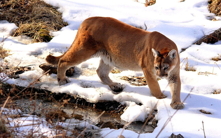 Ngày nay có hai phân loài báo sư tử được công nhận chính thức, gồm phân loài Puma concolor concolor ở Nam Mỹ và phân loài Puma concolor couguar ở Trung và Bắc Mỹ. Ảnh: Wikipedia.