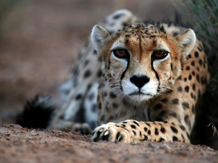 Có bốn phân loài báo săn được công nhận gồm báo săn châu Á (Acinonyx jubatus venaticus), báo săn Đông Nam Phi (Acinonyx jubatus jubatus), báo săn Đông Bắc Phi (Acinonyx jubatus soemmeringii) và báo săn Tây Bắc Phi (Acinonyx jubatus hecki).