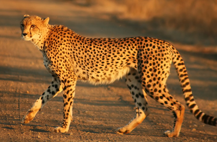 Sinh sống trên các thảo nguyên Châu Phi và một vùng hẹp ở Tây Nam Á, báo săn (Acinonyx jubatus) còn được gọi là báo ghê-pa, được cả thế giới biết đến với tư cách là loài động vật chạy nhanh nhất trên đất liền. Ảnh: Wikipedia.