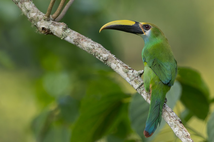Tu căng ngọc lục bảo (Aulacorhynchus prasinus) dài 30-35 cm, phân bố từ Mexico đến Bolivia. Đây là loài có địa bàn cư trú rộng nhất trong một nhóm tu căng xanh nhỏ. Các nòi của chúng có sự khác biệt về màu lông và kích thước mỏ.