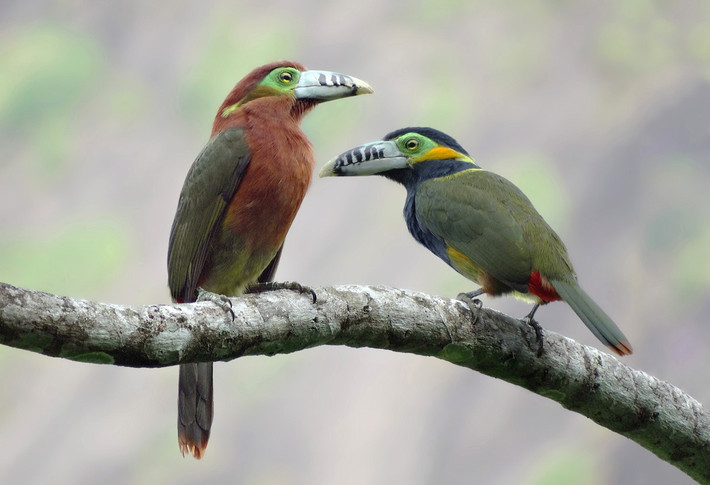 Tu căng nhỏ mỏ đốm (Selenidera maculirostris) dài 35 cm, cư trú ở Nam Brazil. Đây là một trong vài loài chim tu căng lưỡng sắc giới tính. Chim mái có các mảng lông màu nâu còn chim trống có màu xám.