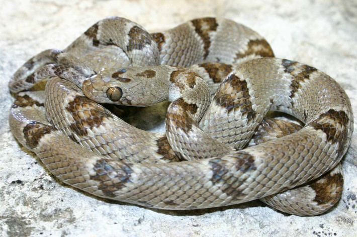 Rắn đàn lia Tây Hoa Kỳ (Trimorphodon biscutatus) dài 1,2 mét, sống trong các sinh cảnh đá ở Tây Bắc Mỹ. Đây là một loài rắn kín đáo và hoạt động về đêm, săn dơi, thú nhỏ và thằn lằn.