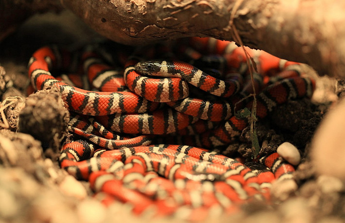 Rắn chúa Ruthven (Lampropeltis ruthveni) dài 90 cm, sống ở cao nguyên Mexico. Loài rắn này săn động vật gặm nhấm và thằn lằn trong các cánh rừng khô.