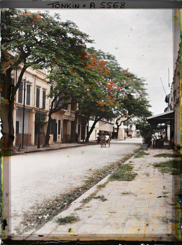 Hoa phượng nở đỏ rực trên phố Hàng Chén, nay là phố Bát Sứ, khu phố cổ Hà Nội năm 1915. Ảnh: Léon Busy/Collections.albert-kahn.hauts-de-seine.fr.