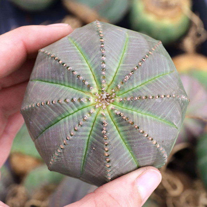 Giống như tất cả các loài cây thuộc chi Euphorbia, cây quả bóng có nhựa mủ rất độc. Dù vậy, chúng vẫn là một cây cảnh được ưa chuộng do vẻ ngoài thú vị. Ảnh: Mountain Crest Gardens.