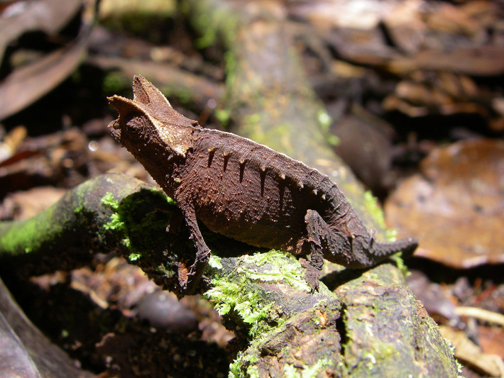 Các thành viên của chi Brookesia phần lớn có màu nâu, phù hợp với môi trường sống là thân cây gỗ hoặc nền đất có nhiều lá khô. Ảnh: Wikipedia.