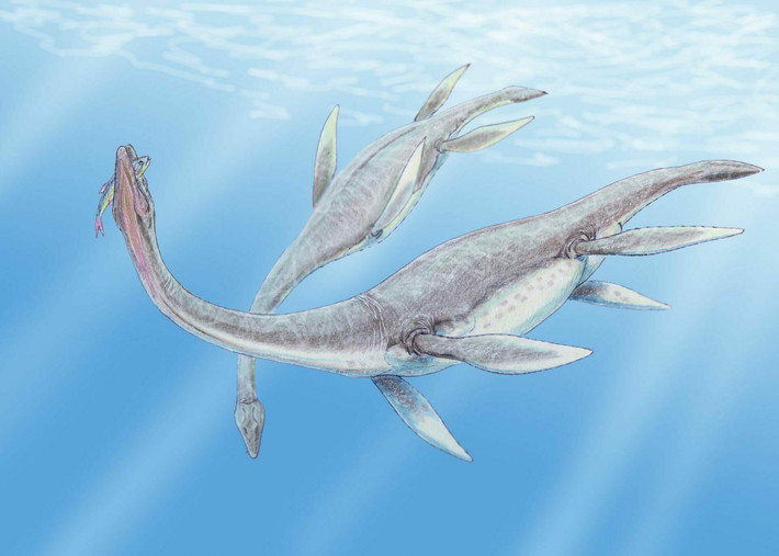 Hình ảnh phục dựng loài thằn lằn bơi Zarafasaura oceanis. Ảnh: FossilEra.