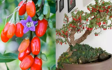 Loại quả này rất giàu vitamin C, carotene và các chất dinh dưỡng khác, đồng thời có tác dụng chống oxy hóa và chống lão hóa. Ngoài ra, kỷ tử còn có tác dụng bổ thận, cải thiện thị lực, bồi bổ cơ thể. Người xưa cho rằng, trồng vài chậu kỷ tử trong nhà để cải thiện phong thủy gia đình, khi cần có thể mang nấu ăn, pha trà, giúp cơ thể khỏe mạnh hơn.