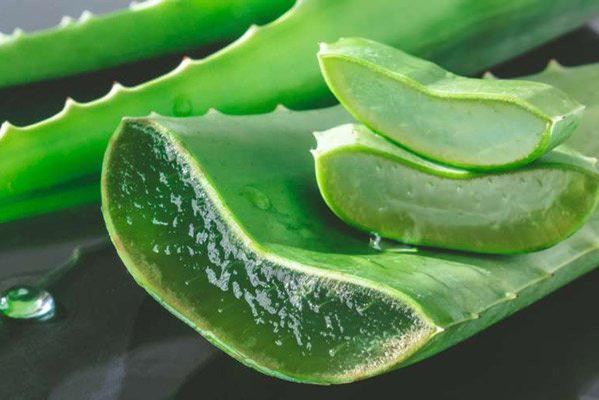 2. Cây cảnh: Lô hội: Lô hội là một loại cây cảnh trang trí tương đối phổ biến. Nguồn gốc của nó là ở đông nam châu Phi. Nó thuộc chi Aloe trong họ Liliaceae. Cây cảnh trông đơn giản, nhưng nó có thể nở hoa vào mùa hè.