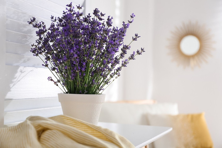 Hoa oải hương cũng có đặc tính êm dịu và nhẹ nhàng, có thể giúp giảm lo lắng và căng thẳng. Khi bạn cảm thấy khó chịu hoặc cảm xúc không ổn định, chỉ cần một chút hương hoa oải hương cũng có thể xoa dịu tâm trí. Nó được coi là liệu pháp tâm lý tự nhiên giúp điều chỉnh tâm trạng, cải thiện chất lượng giấc ngủ và tăng cường sức khỏe tinh thần của con người.