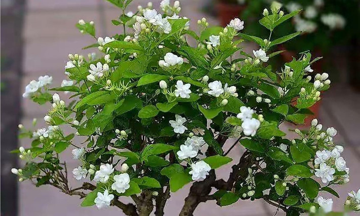 Trà nhài còn có tác dụng giảm cân, các chất trong trà nhài giúp kích thích làm tăng hoạt động của enzym, giảm hấp thu chất béo. Hoa nhài còn có tác dụng làm đẹp rất tốt. Các chất chống oxy hóa và polyphenol có trong trà hoa nhài có tác dụng làm chậm quá trình lão hóa, ngăn ngừa nếp nhăn và tổn thương da do gốc tự do gây ra.