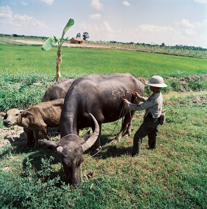 Cậu bé biến con trâu thành bảng đen để học làm toán.