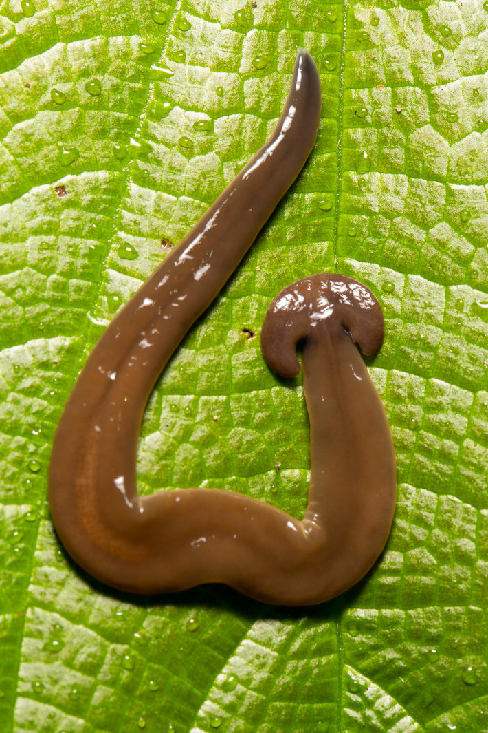 Một con giun đầu búa (Hammer-head worm/ Bipalium sp).
