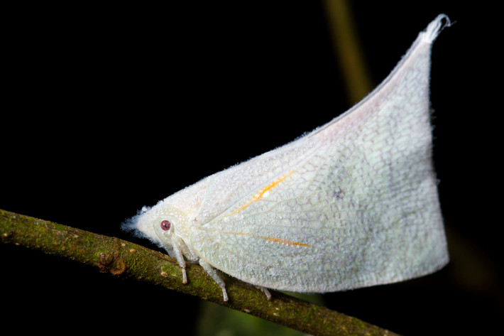 Loài côn trùng họ rầy (Planthopper) trắng như nàng Bạch Tuyết.